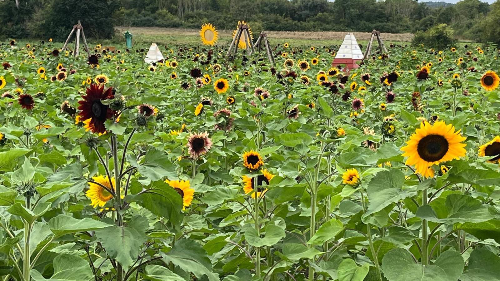 A field of sunflowers