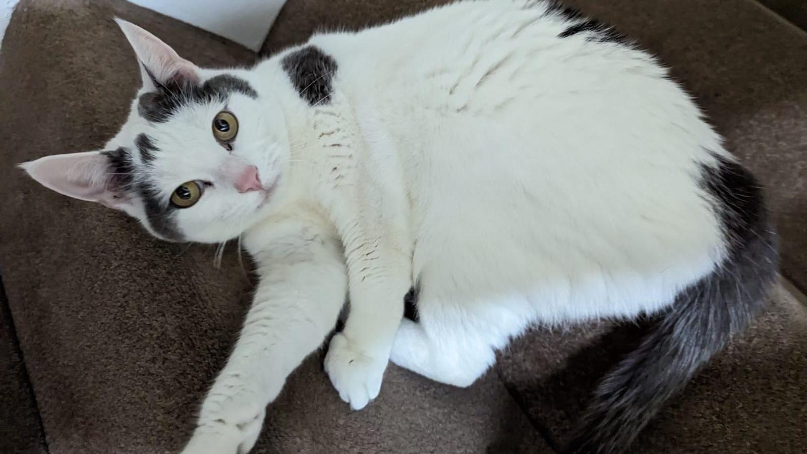 A black and white cat with her paws stretched out lying on a brown sofa