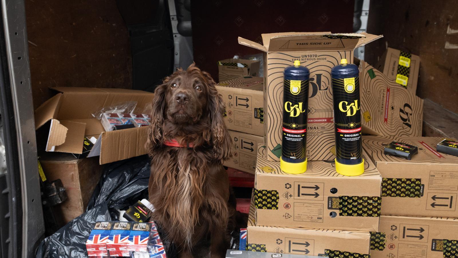 A brown Cocker Spaniel-style dog is sitting surrounded by cardboard boxes with cannisters on top and black plastic bags.