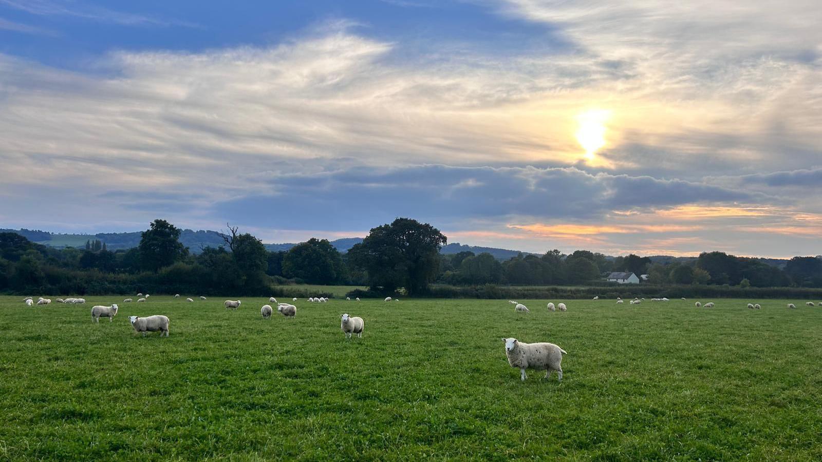 White sheep in a large field with trees and fields in the background. The sun is low, creating orange colours in the sky near the horizon.