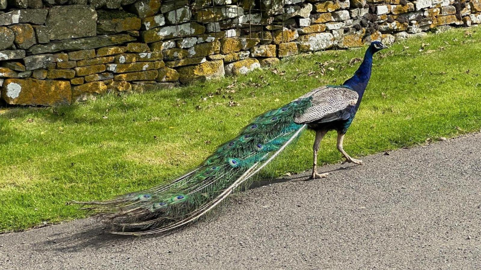 A large bird with a blue neck and long green and blue tail feathers walks along a grass verge.