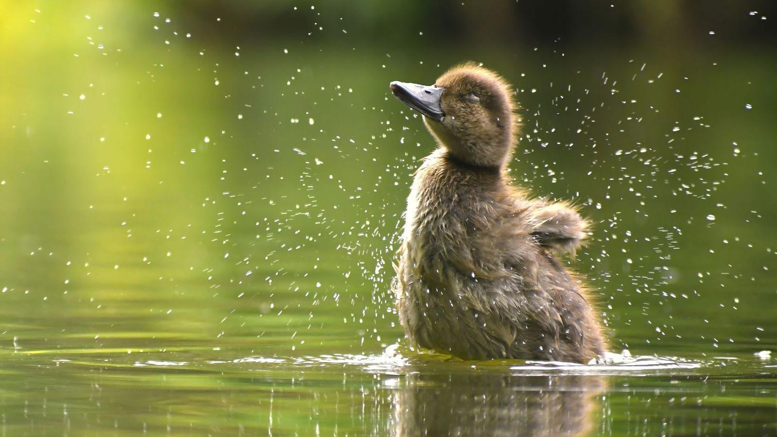 A duckling on some water with its eyes closed and shaking as drops come flying off it.