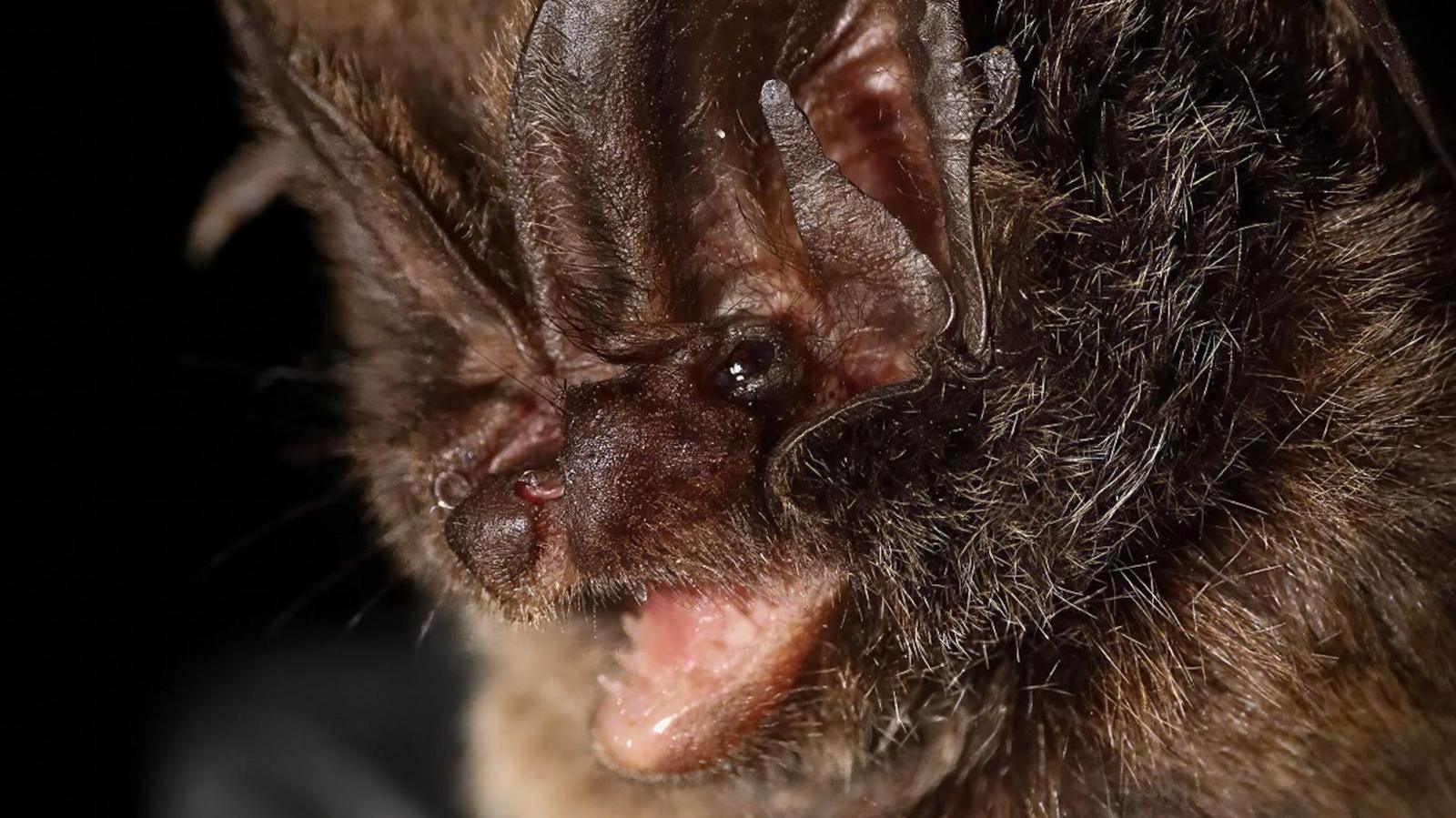 Another close-up of a bat's face, dark brown and fluffy, big mouse-like ears and a shorter, more squashed nose. Mouth open.