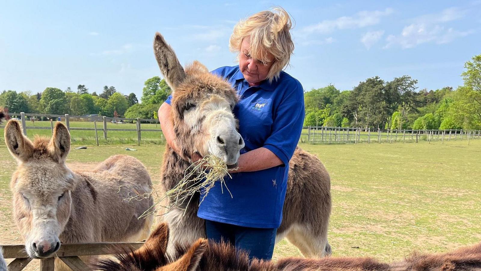 A woman cuddles one of the larger donkeys. He is mostly brown and has a mouthful of straw. A second donkey is standing next to her.