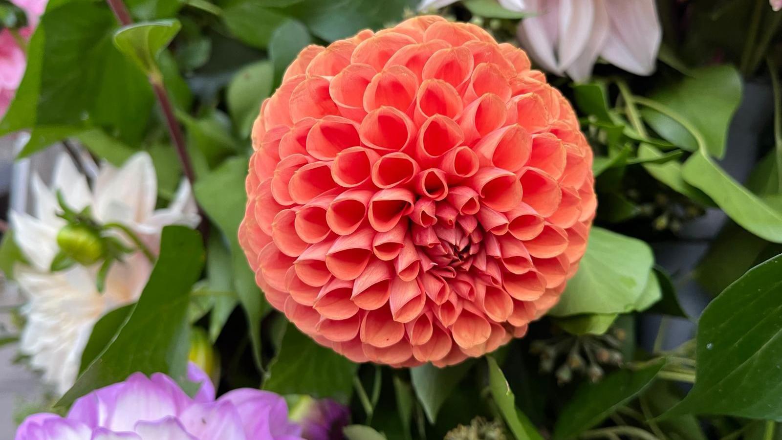 A pinkish orange ball dahlia with tunnel-like petals. In the background you can see leaves and other dahlias in purple and white.