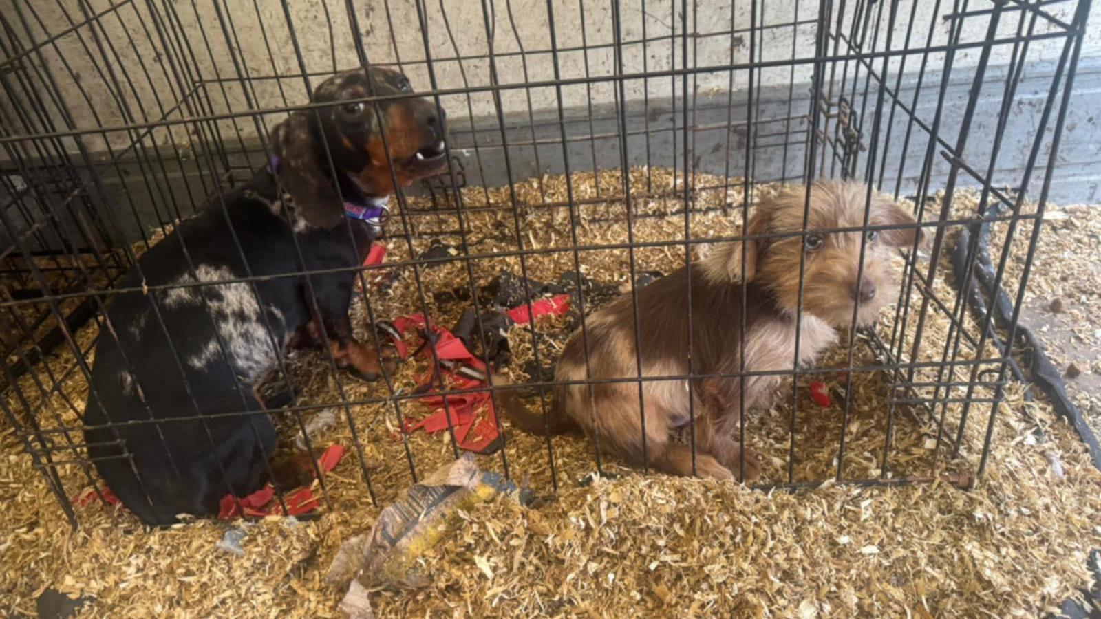 Two dogs in a cage - one dog is black and crouching down while looking at the camera, the other is brown,