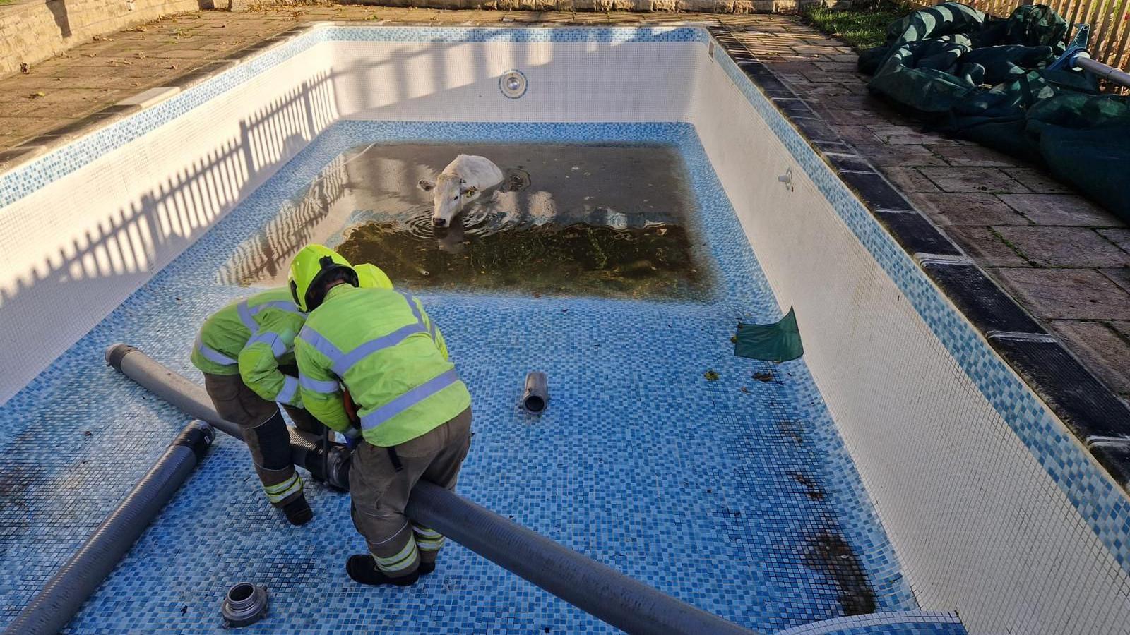 A mostly empty swimming pool, with a cow at one end sitting in a shallow pool of water. Two firefighters are in the pool leaning forward working on some rescue kit