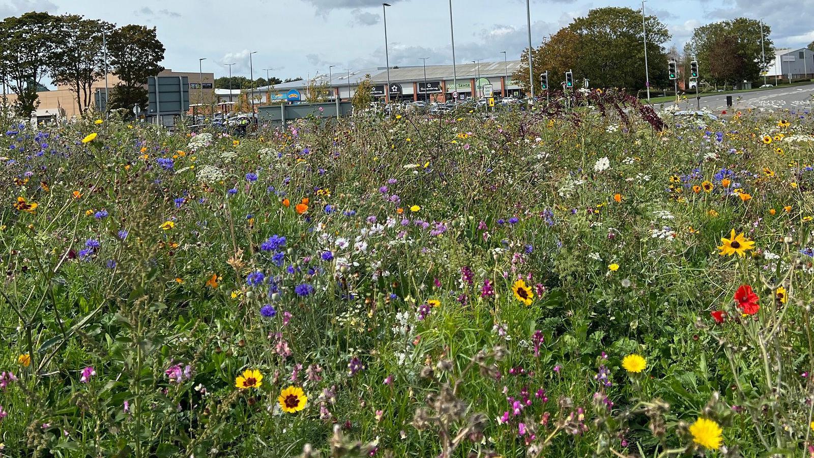 Wildfowers in yellow, orange, blue and purple in amongst lots of green. Picture taken from within the roundabout - in the background, there are traffic lights, roads and a retail park.