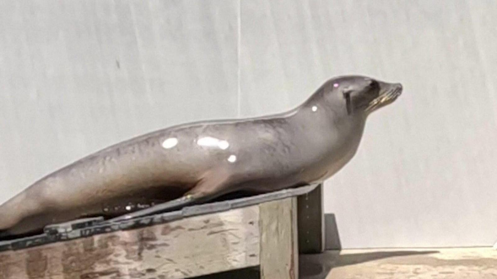 Ronan the dancing sea lion