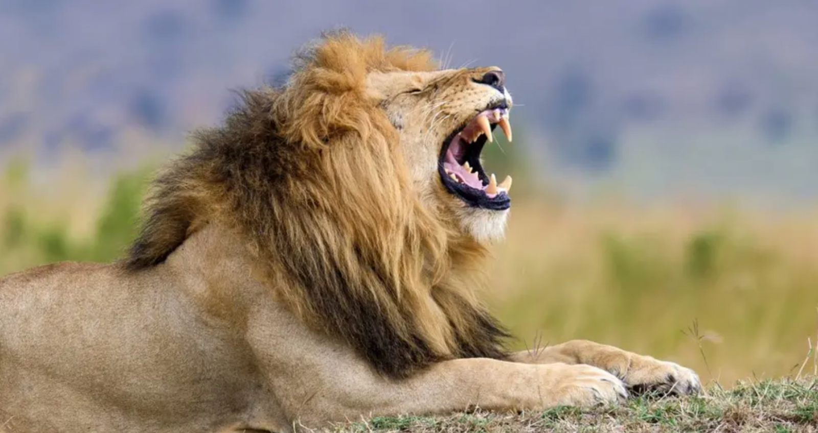 Adult male lion with his mouth open