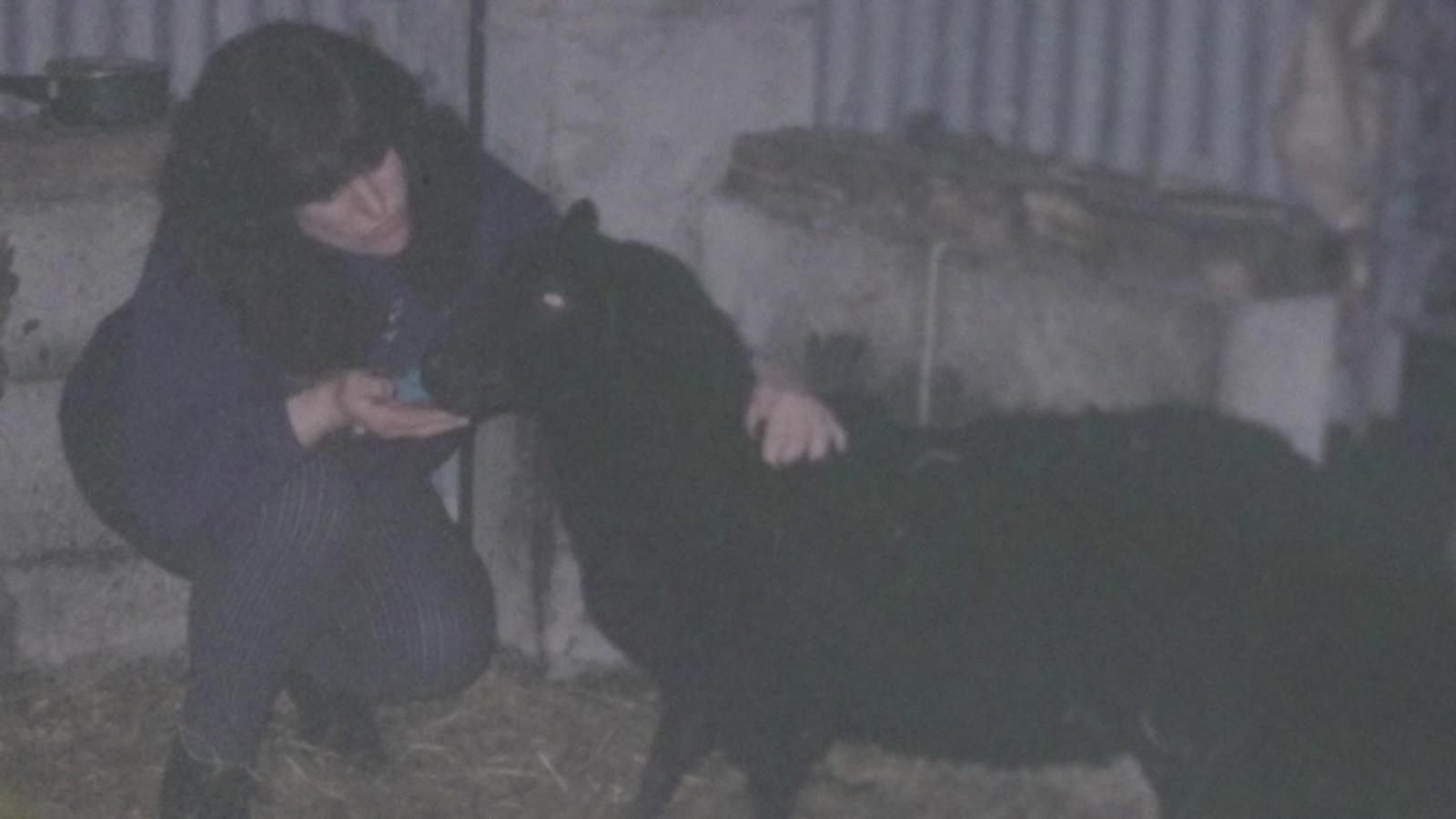 Beryl gydag Enlli y ddafad