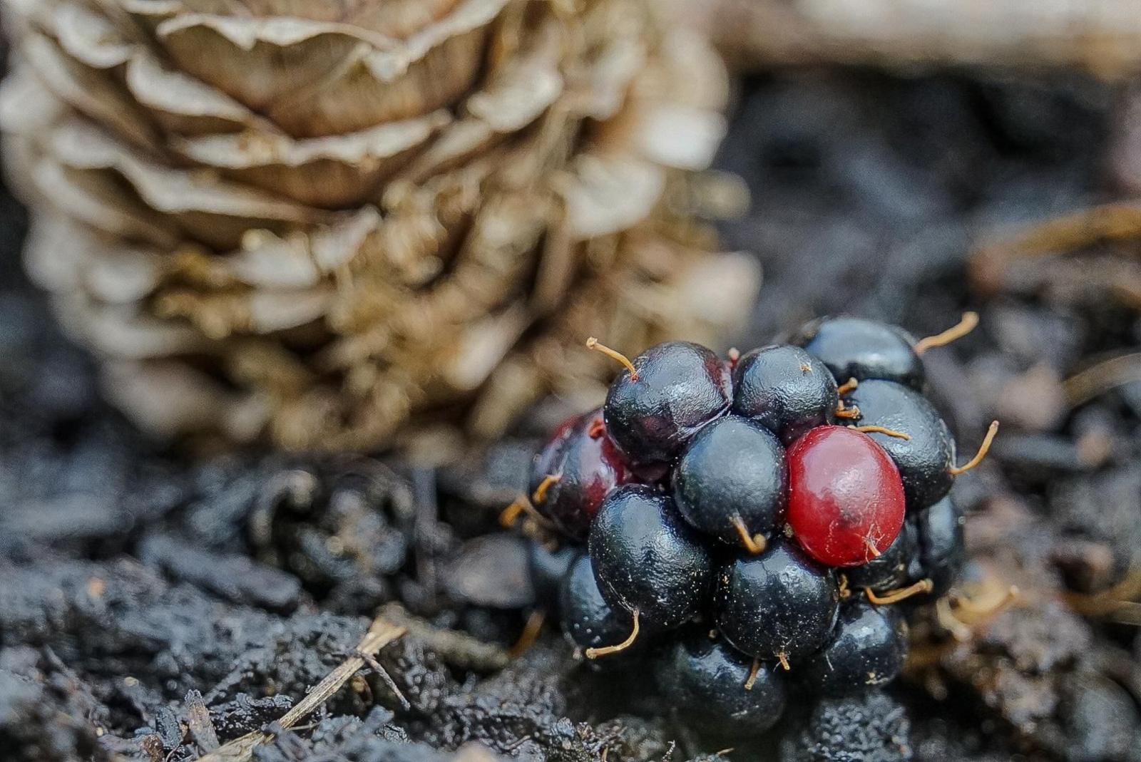 A blackberry on the ground, against a blurred backdrop with wood and soil.