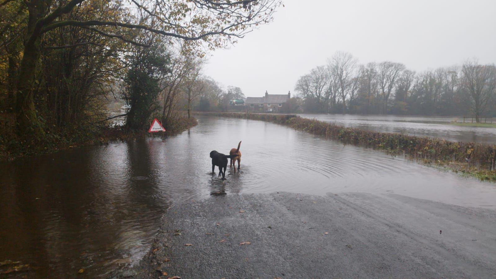 The River Duddon's banks have burst in the flooding which has hit Cumbria. There is a flooding warning road sign on the left of the road, with two dogs walking in the flood water. The River Duddon to the right is swollen and has high river levels.