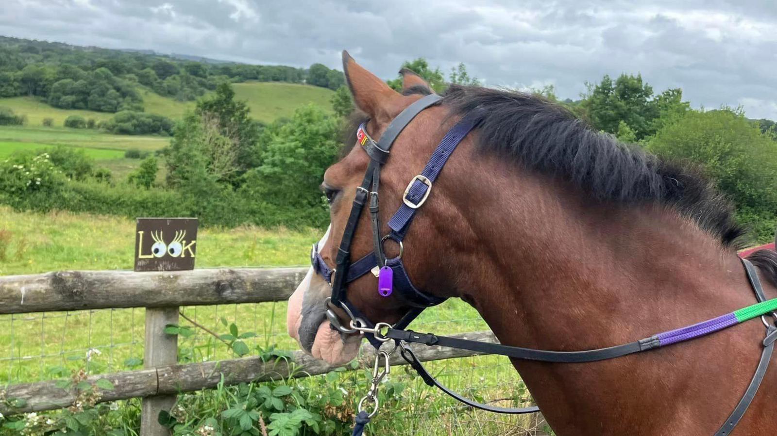 A horse with a bridal on looking at a sign on a wooden fence that says 'look'. There are green fields and hedges behind the fence.