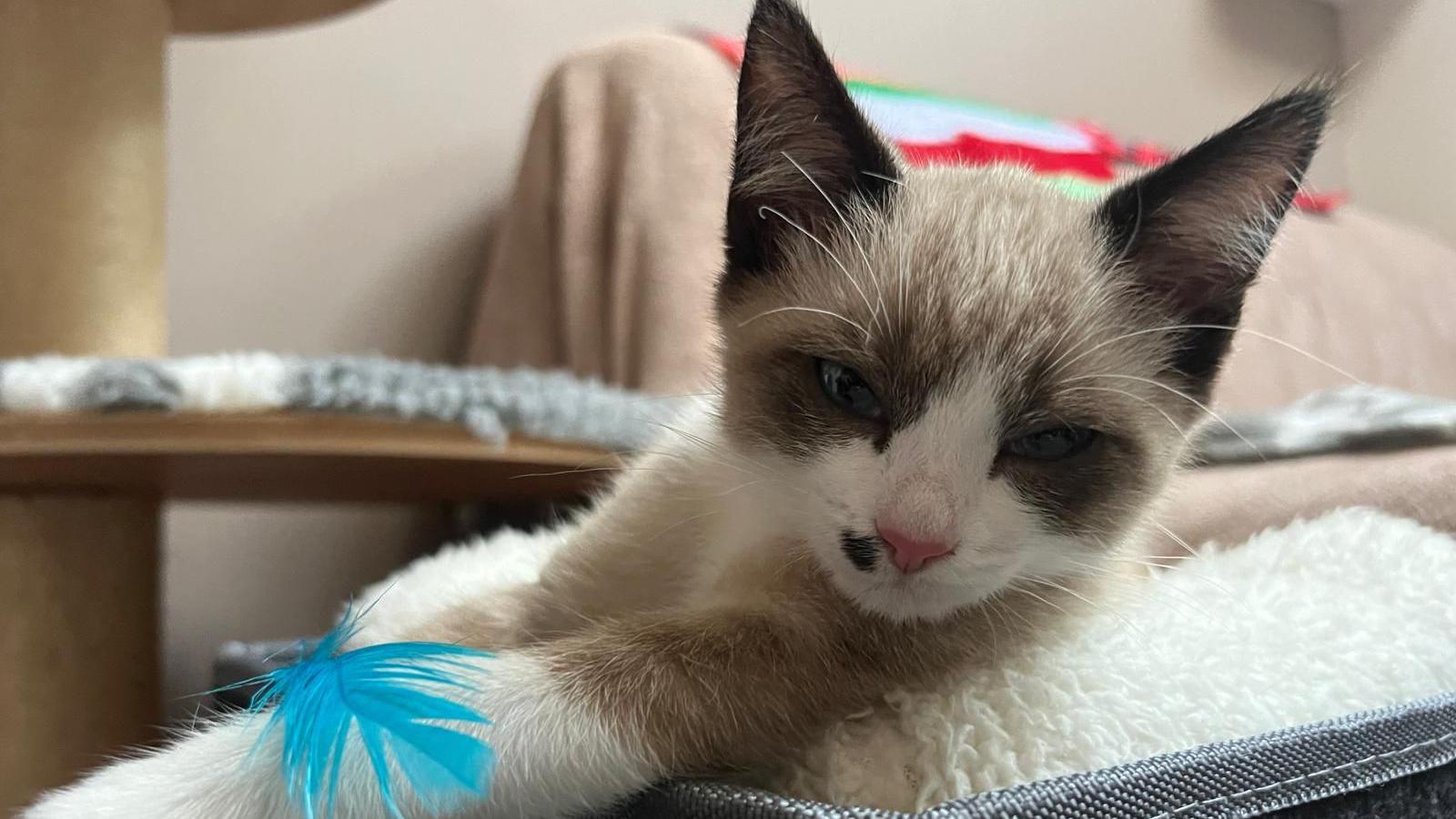 A brown and white kitten with a pink nose laying on a white towel. She is holding a bright blue feather. There is a sofa in the background.