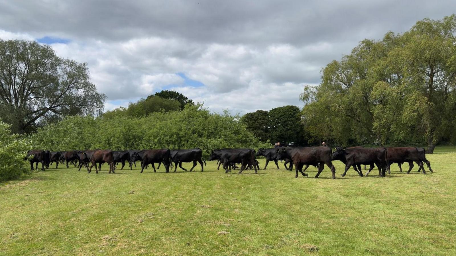 A photograph of cows on a field in a park