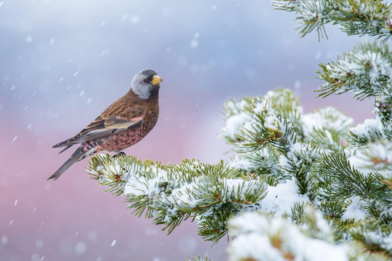 Grey-crowned Rosy-finch in the snow with colours of the marina in the background 