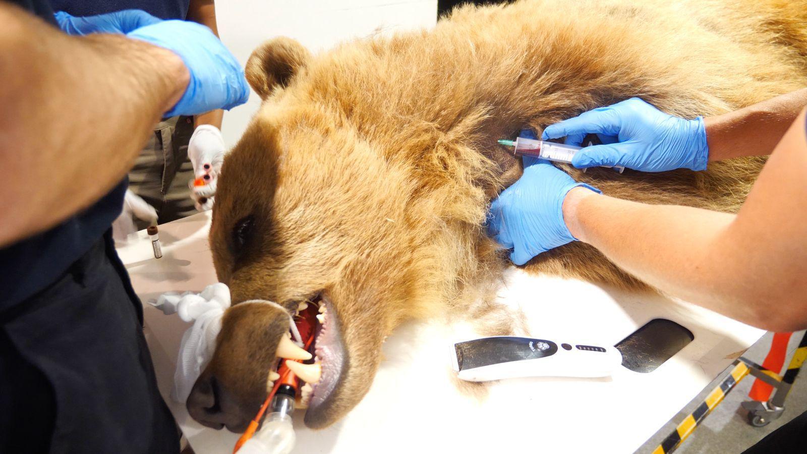 A bear unconscious on an operating table