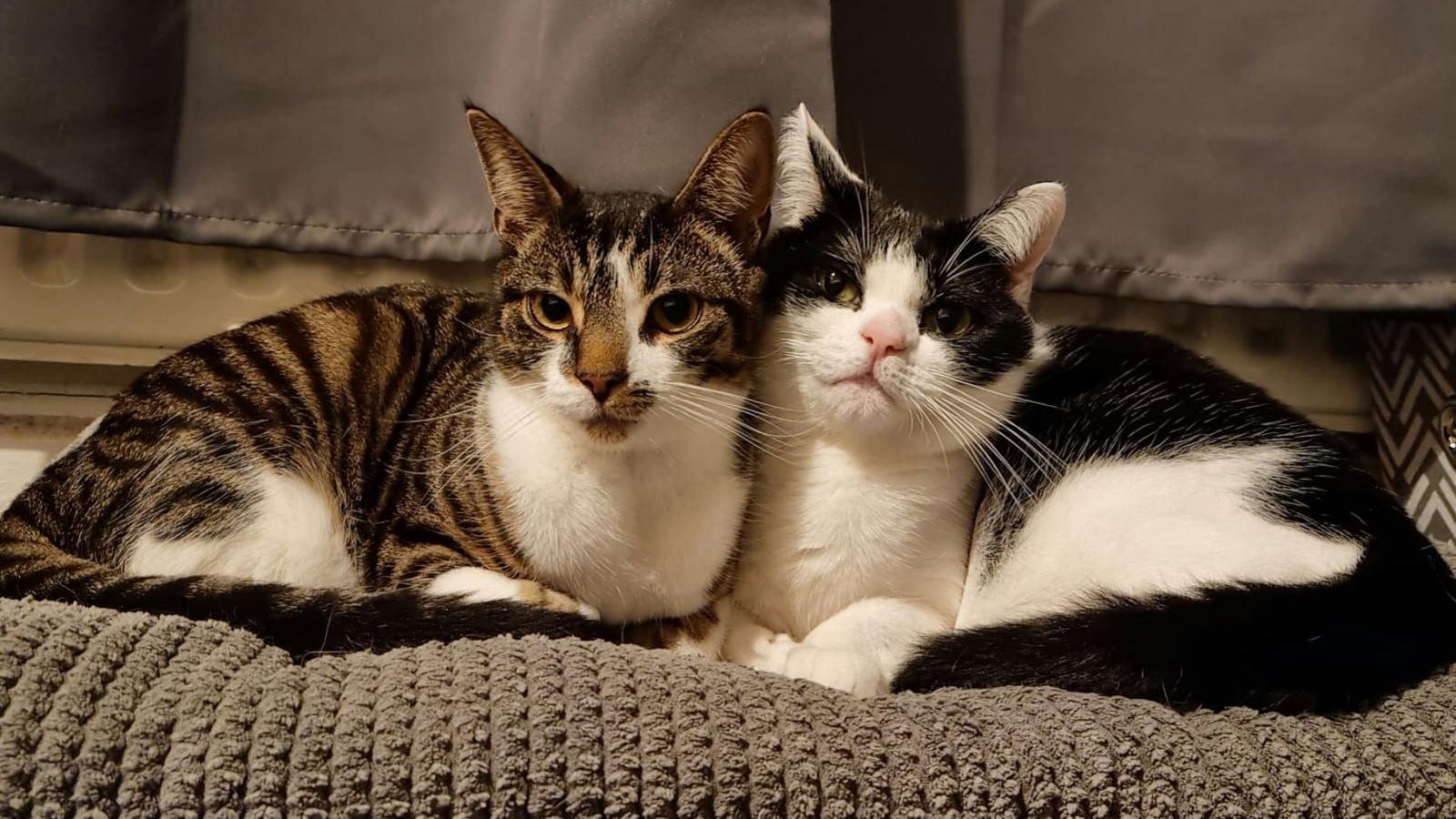 Two cats sitting side-by-side on a sofa