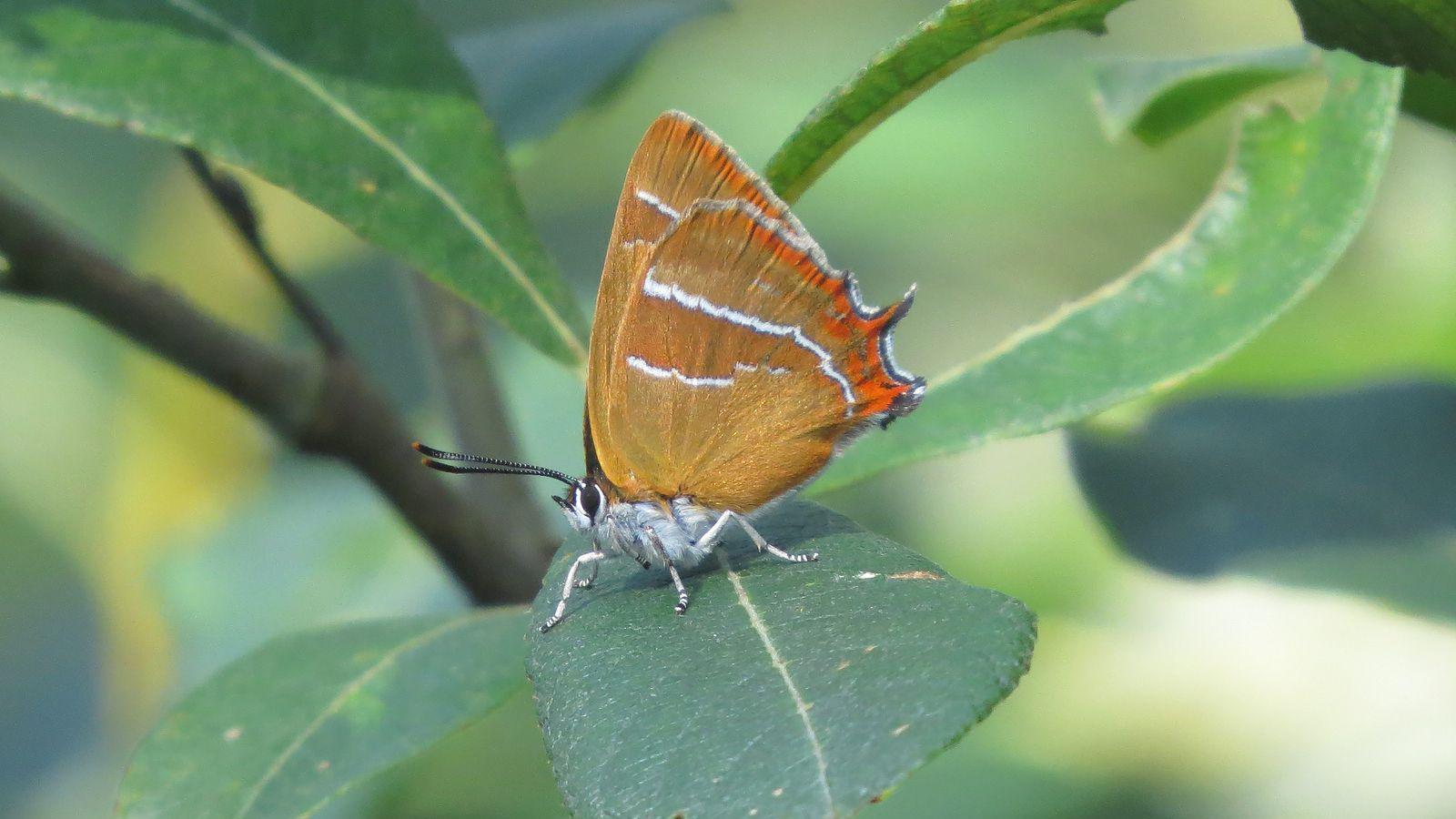 A brown hairstreak butterfly, which has a grey body and large brown wings, stood on a green leaf.