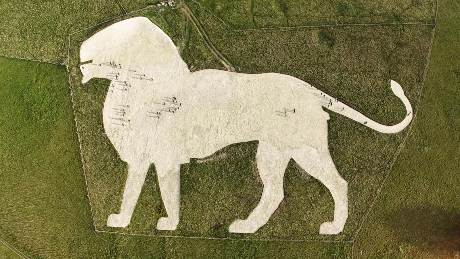 An aerial view of the white chalk lion with volunteers, who are very small, that can be seen on the surface of the chalk art.