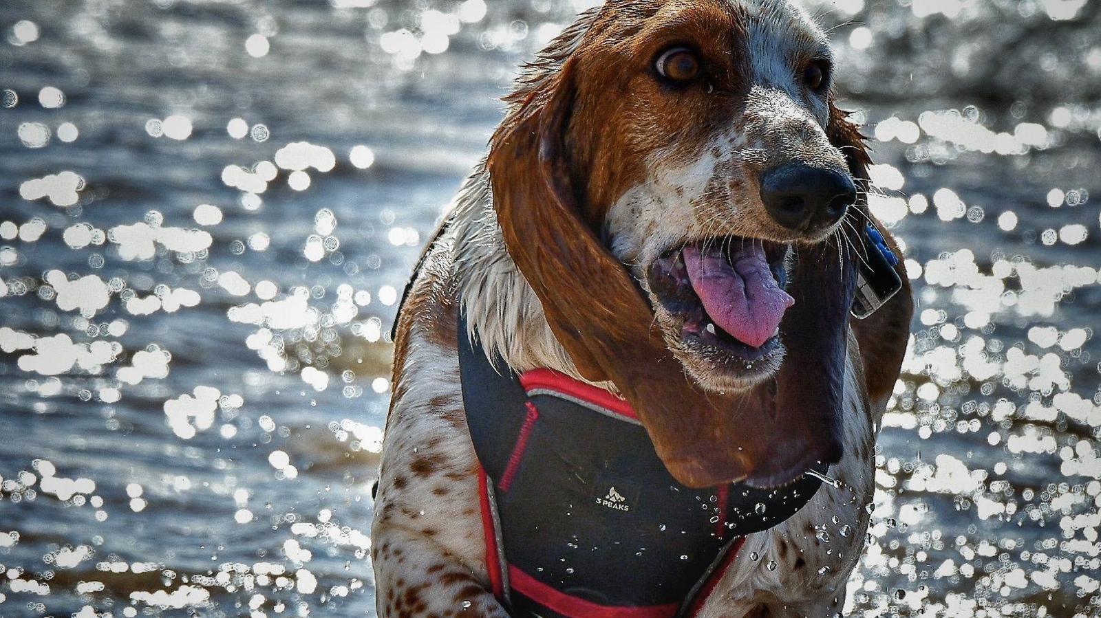 White and brown dog with long brown ears wearing a black and red harness, running in the sea with its tongue stuck out