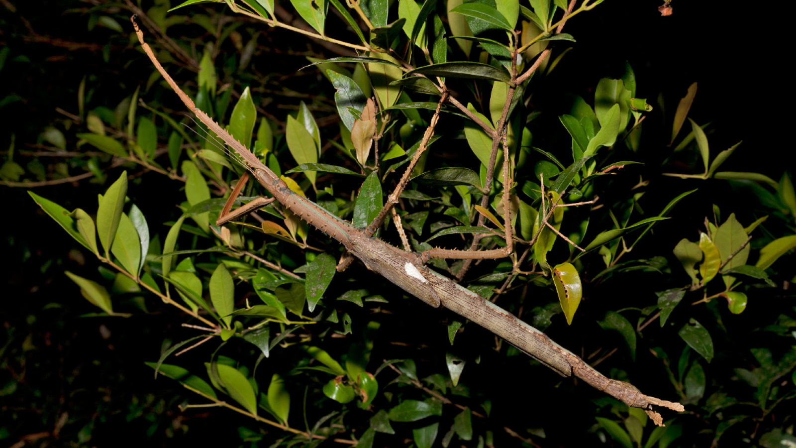 Stick Insect seen in a tree