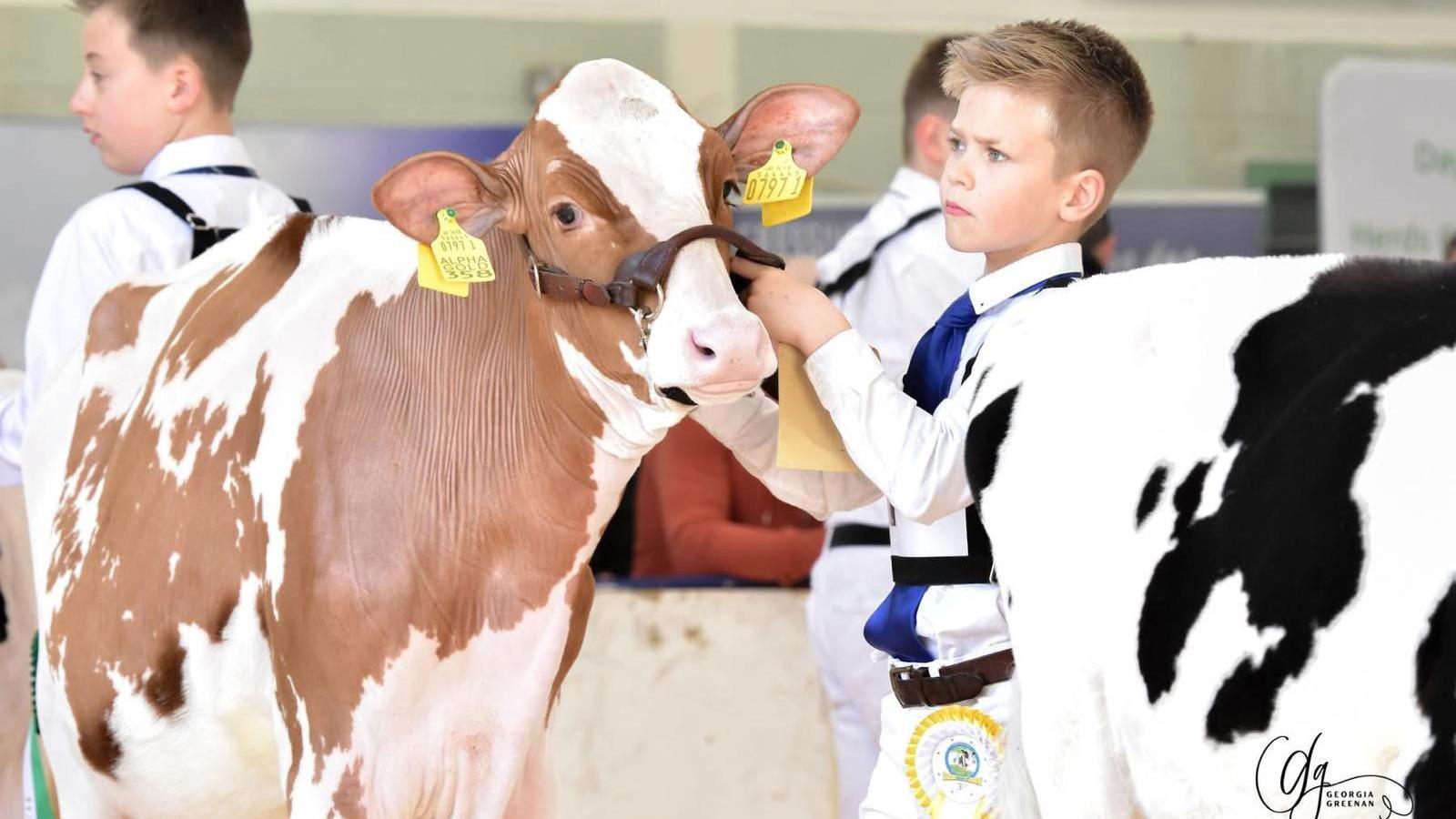 A young boy with blonde hair is dressed in a white uniform and is holding onto a brown and white cow with yellow tags in its ears. There is a black and white cow beside him, and other young boys behind him.