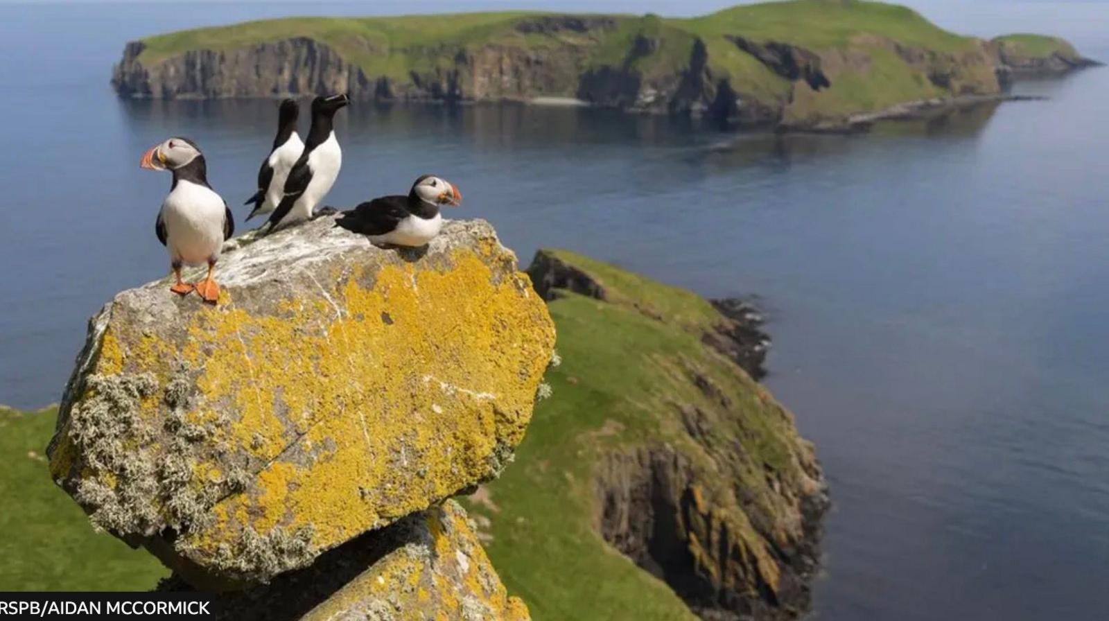 Two puffins and two razorbills perched on a rock. Behind are cliffs and the sea.