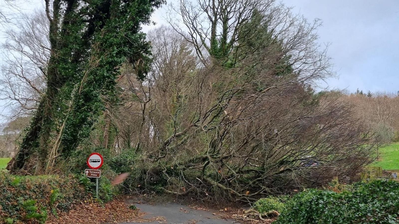 A tree blocking a narrow country road near Tynwald.