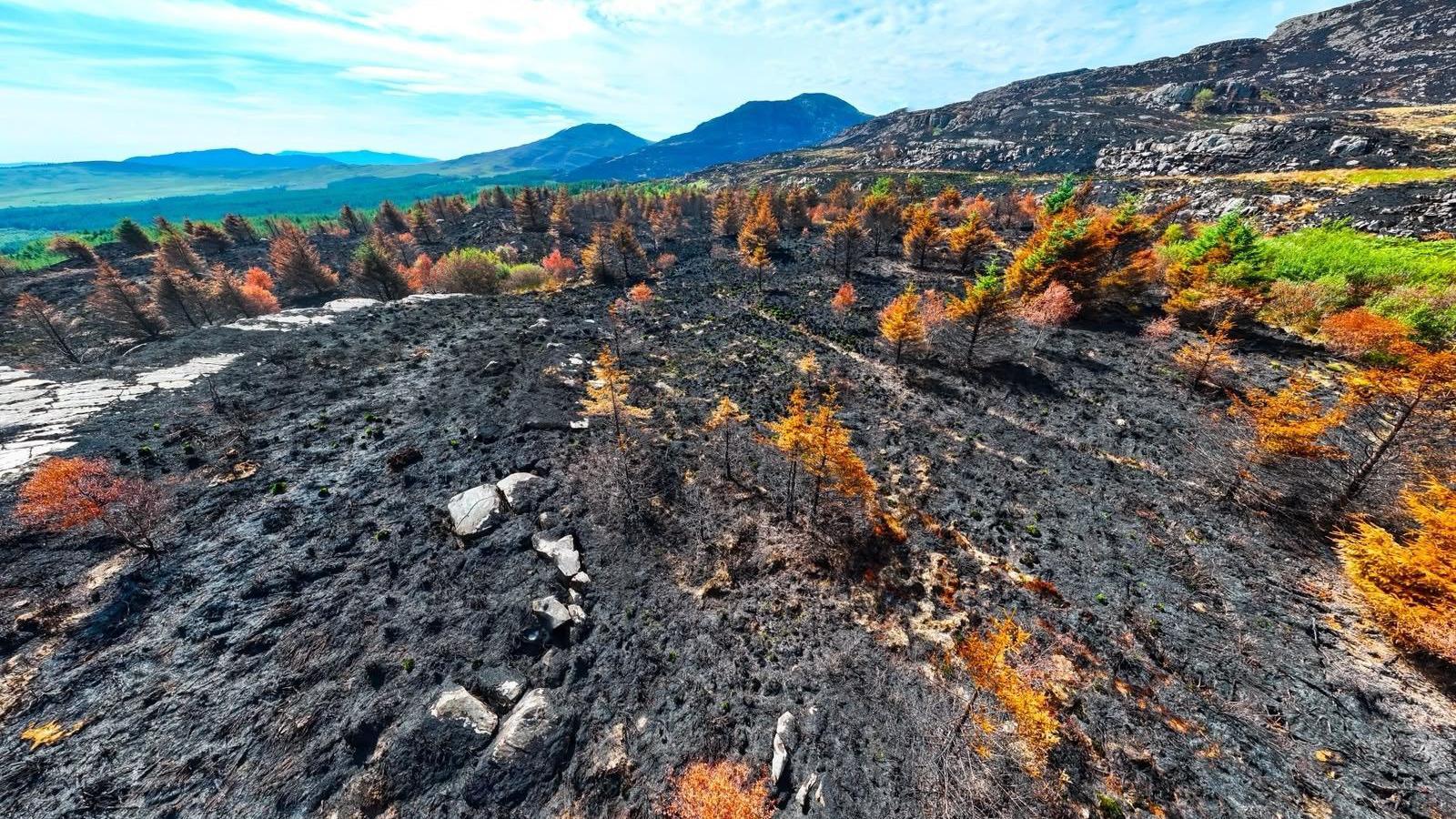 An aerial picture showing the devastation in the Rhinogydd mountain range. It shows a huge blackened area of moorland and forestry, with trees also burnt.