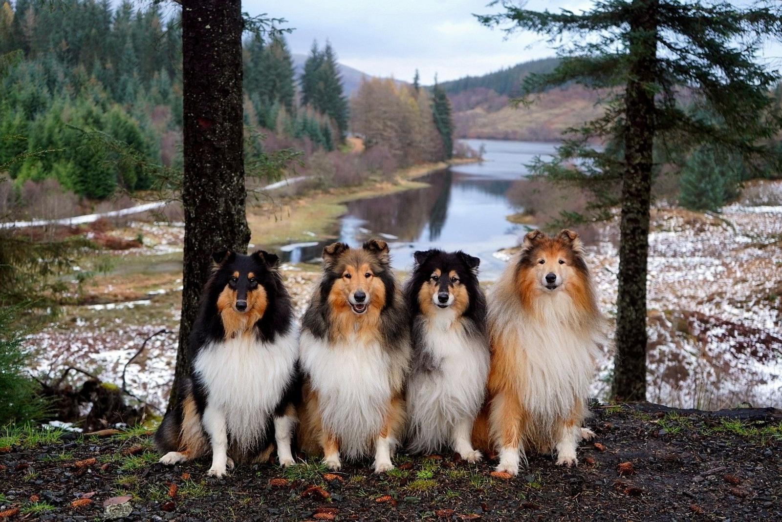 Four collie dogs - white, organge and black markings - all sitting side-by-side with trees and water and hills in the background, amid snow.