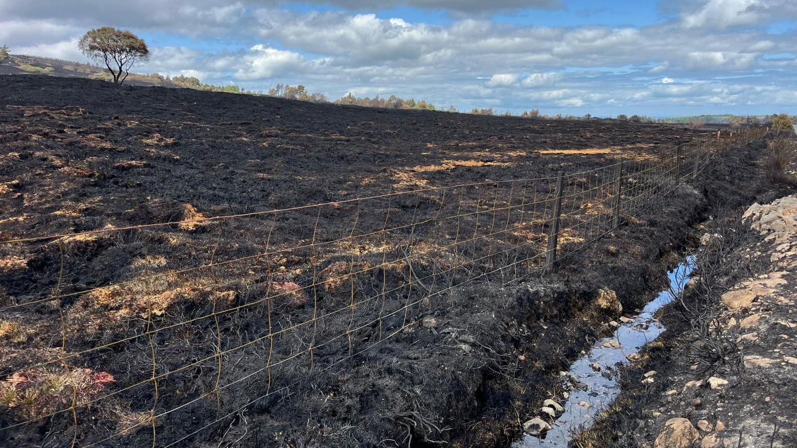 The aftermath of a wildfire at Dava Moor. Moorland behind a wire fence is burned black. There is a lone pine in the distance.