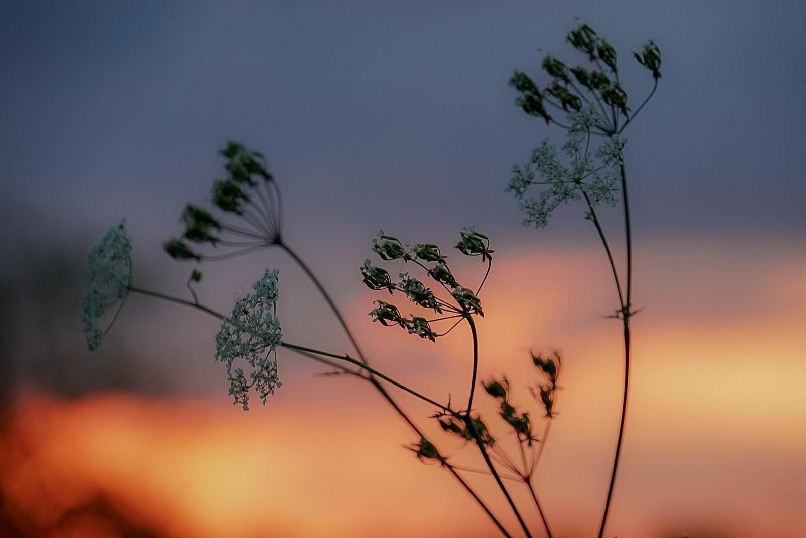 The sleek stems of a flower with buds at the end is silhouetted against the sky with orange, yellow and blue behind.