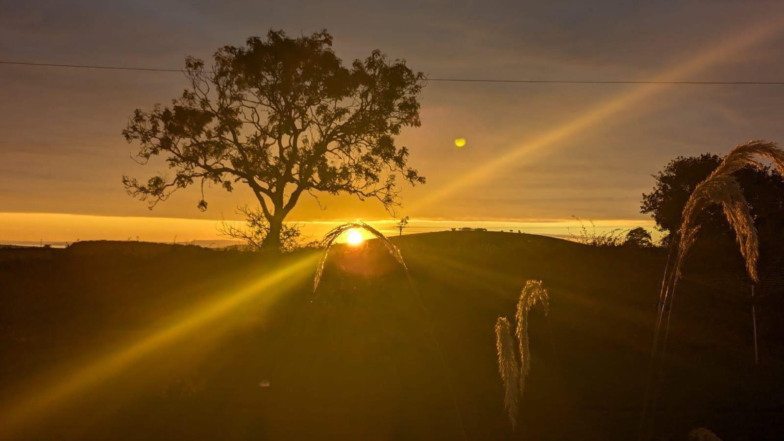 A tree and skyline in a Scottish sunset with beams of light spreading out across the landscape