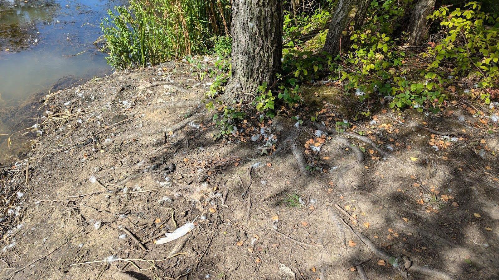 Scrubby area at the side of the canal with feathers laying on the ground