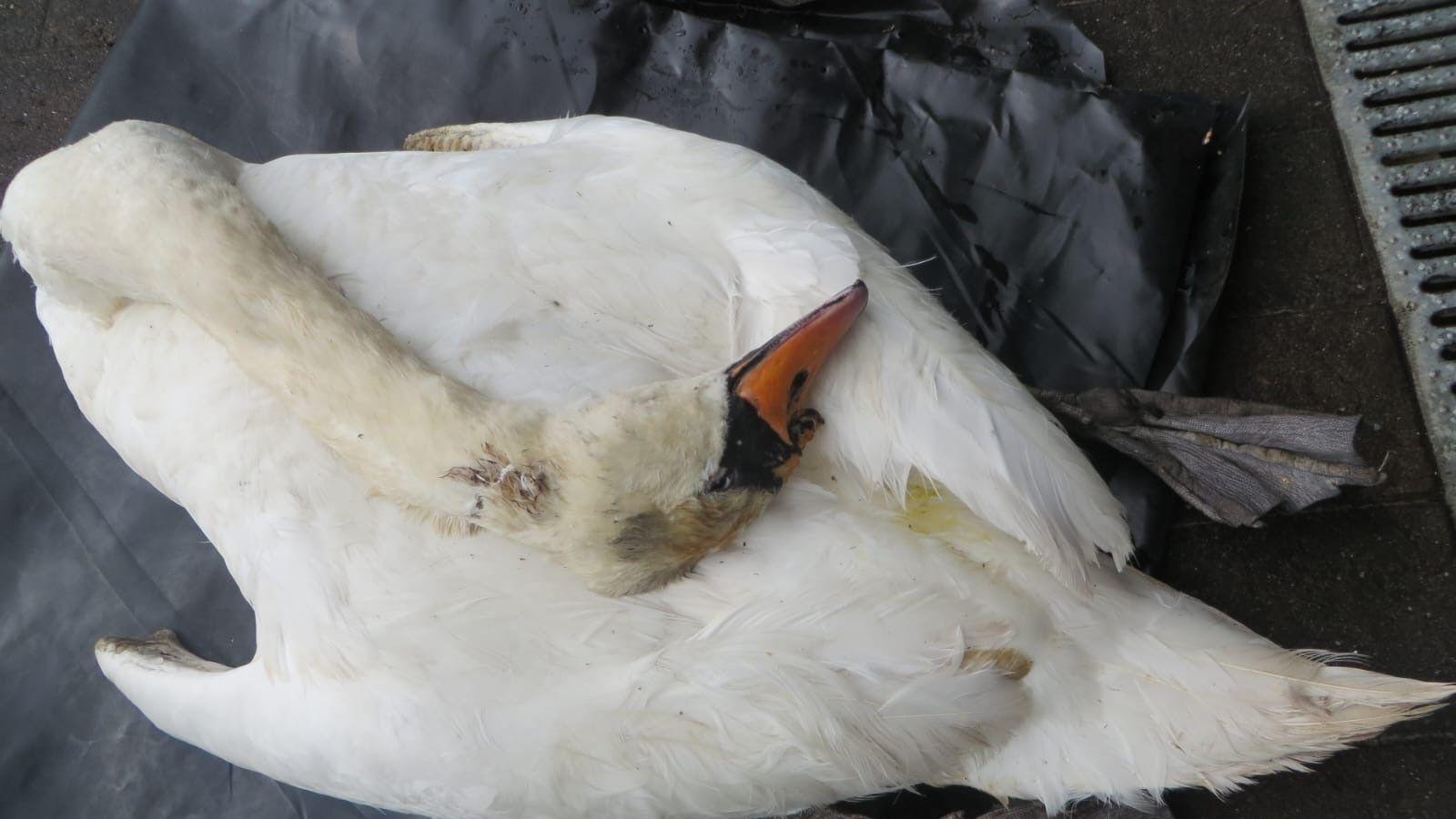 A white swan lying on the ground with a pellet in its neck.