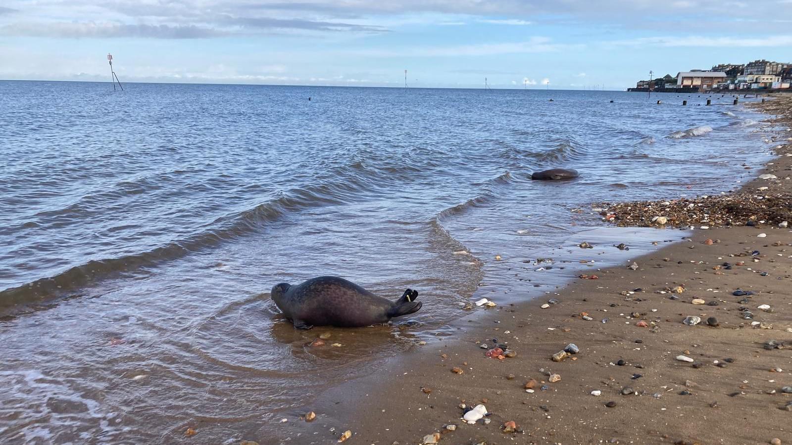 A seal lying on the waterline of a beach with the town of Hunstanton in the background.