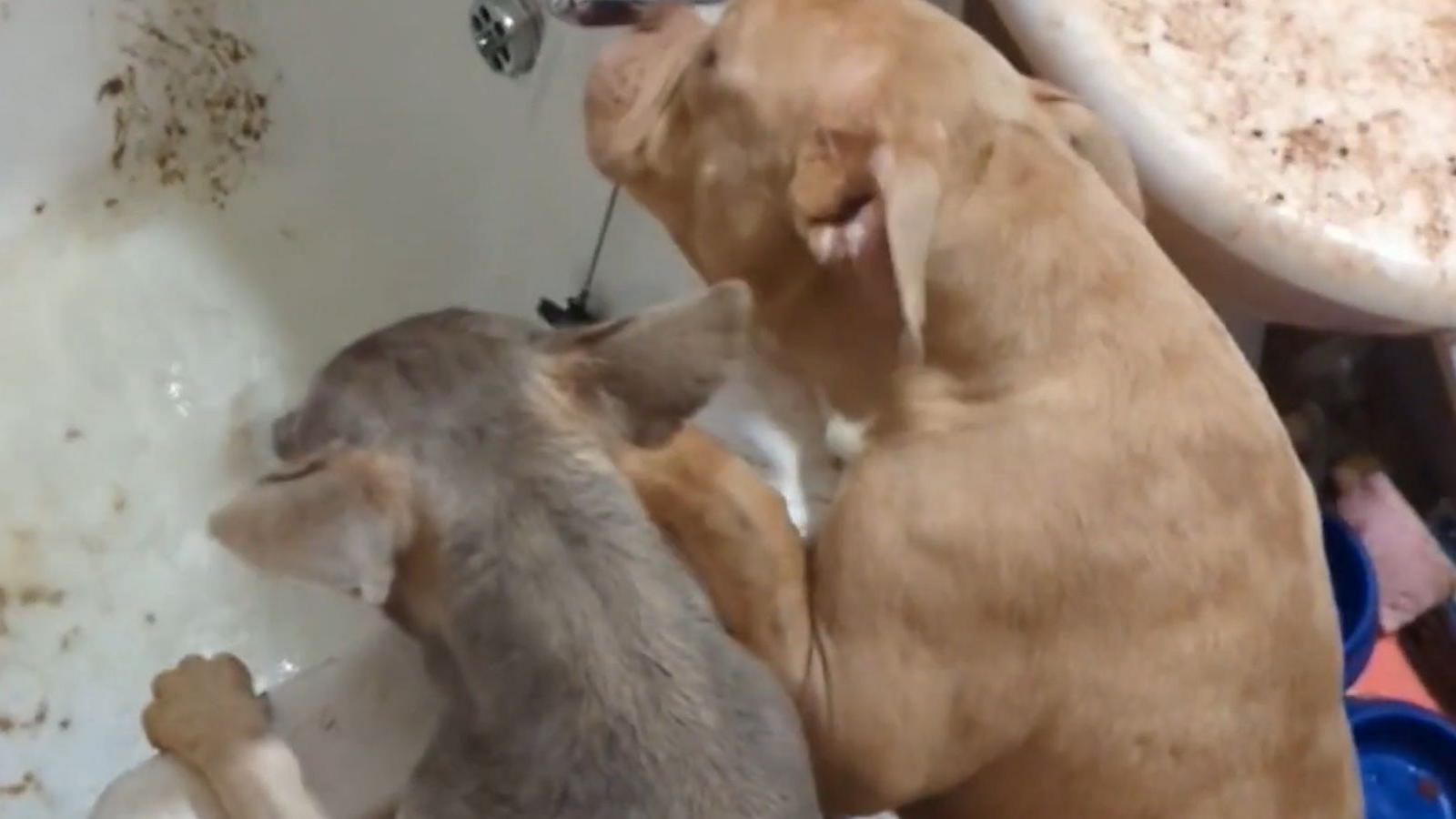 Two dogs leaning against a bathtub, drinking from the tap. The tub and toilet seat in the background are covered in faeces.