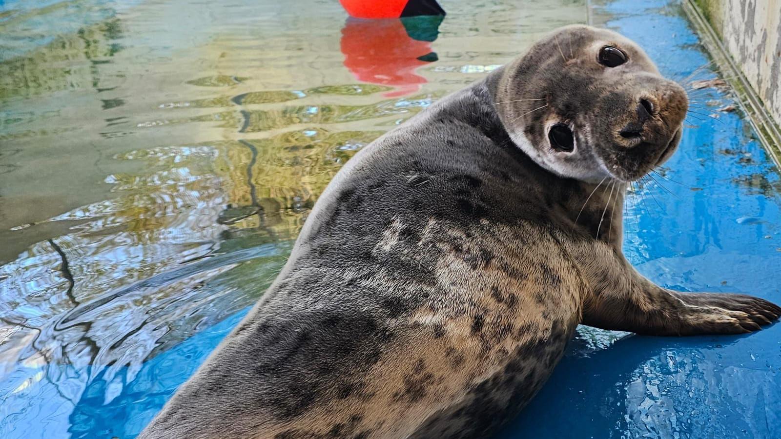 Wide Awake pictured looking at the camera. The seal has a grey and brown body with large black eyes and whiskers on her face. It is lying in a pool of water with an orange buoy at one end.