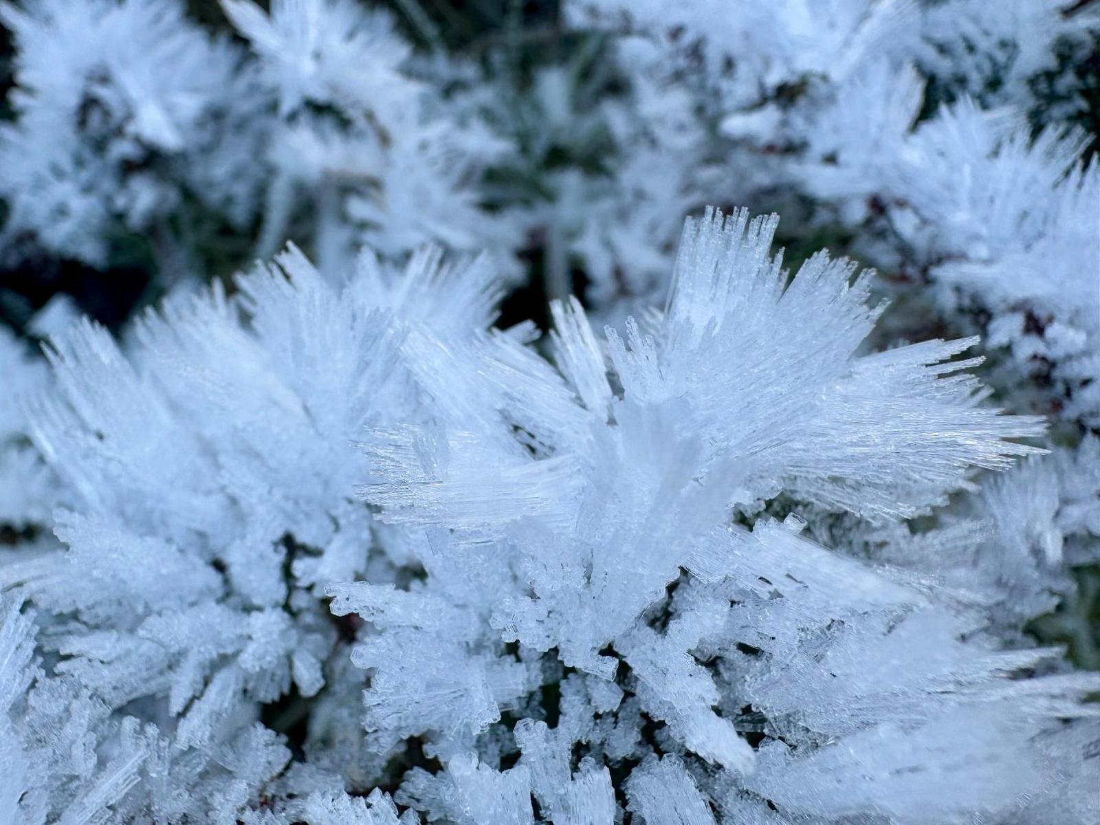 Icicles on a bush