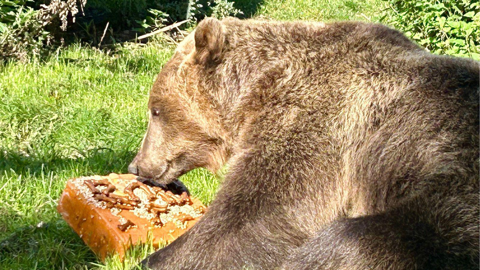 A brown bear eats a cake made out of seeds, nuts, sweet potato and mice.