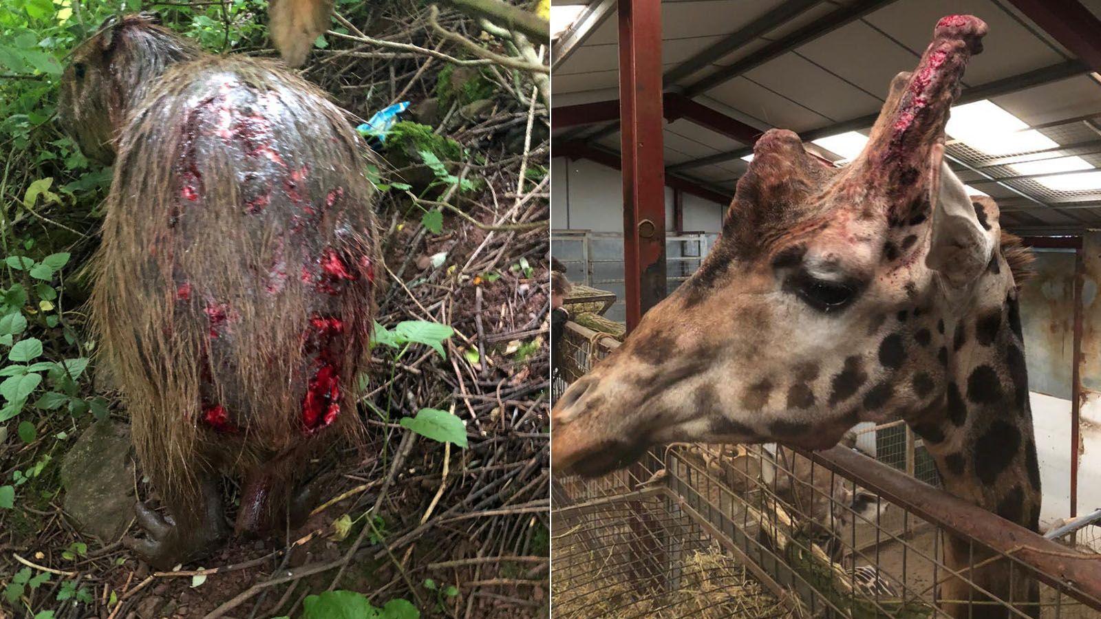 Two pictures of injured animals. On the left is a capybara, pictured from behind and with multiple deep cuts across its hindquarters. On the right is a giraffe with head injuries.