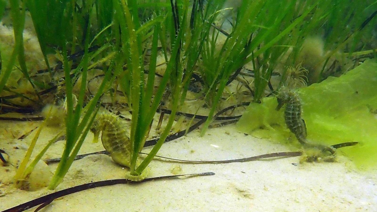 Two seahorses clinging to seagrass. They are well camouflaged among the green of the seagrass bed, strips of brown seaweed and the sandy seabed.