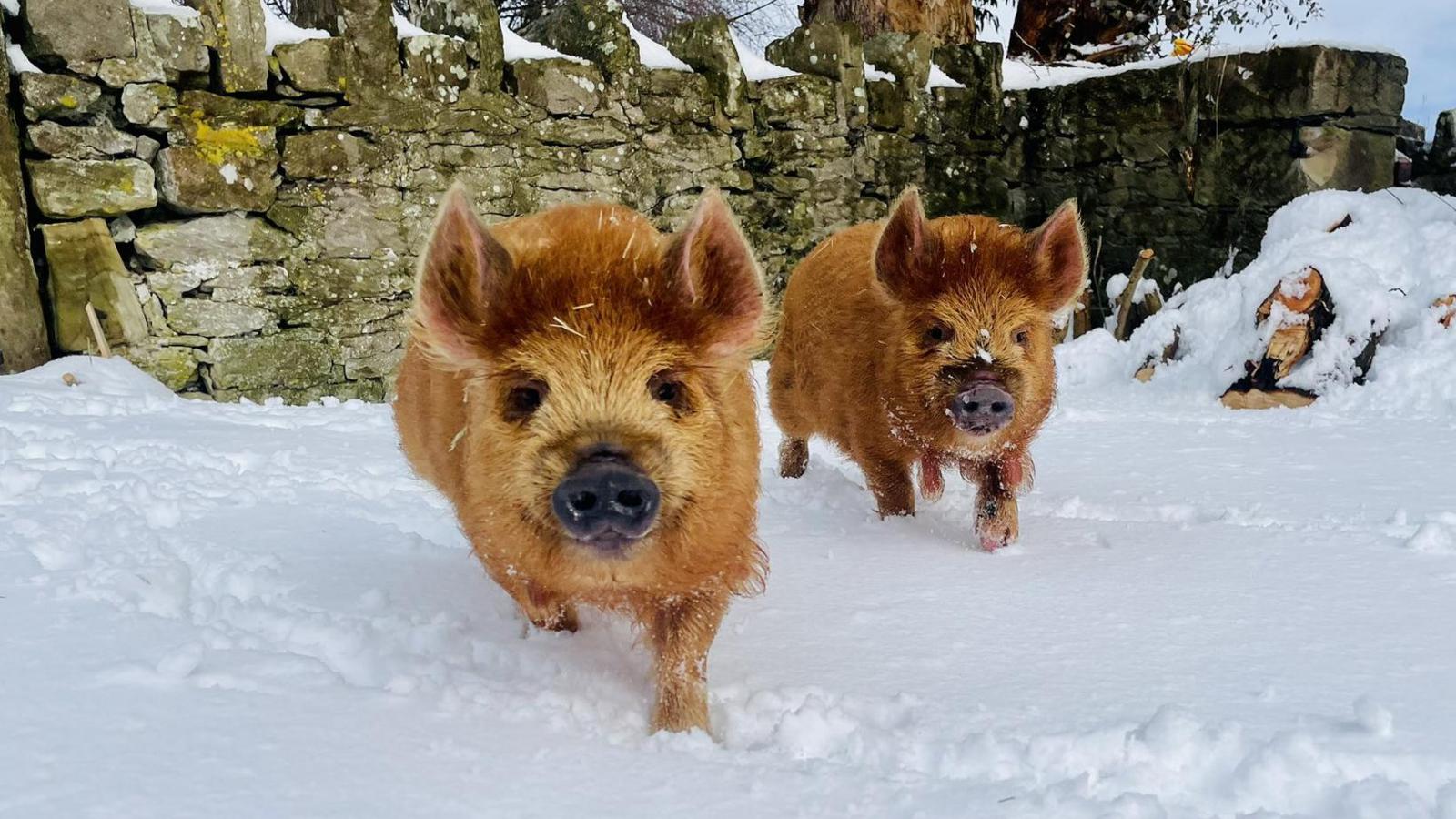 Two KuneKune pigs in the now