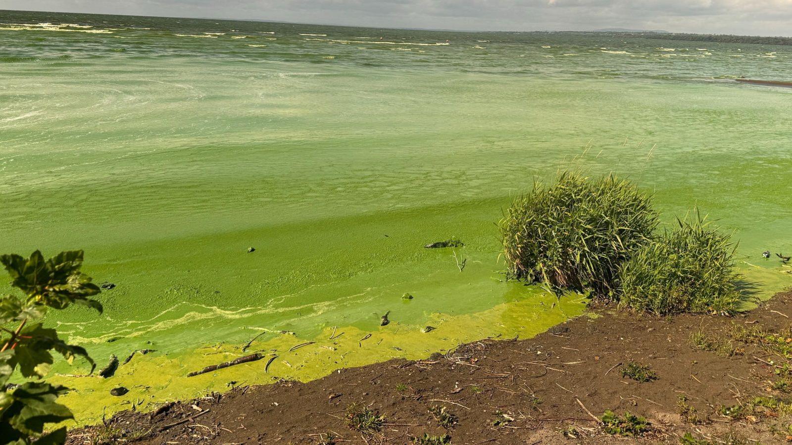 Photos from Rea's Wood/Loughshore Park Antrim, Clumps of algae have formed along the shore of Lough Neagh - here at Rea's Wood for example