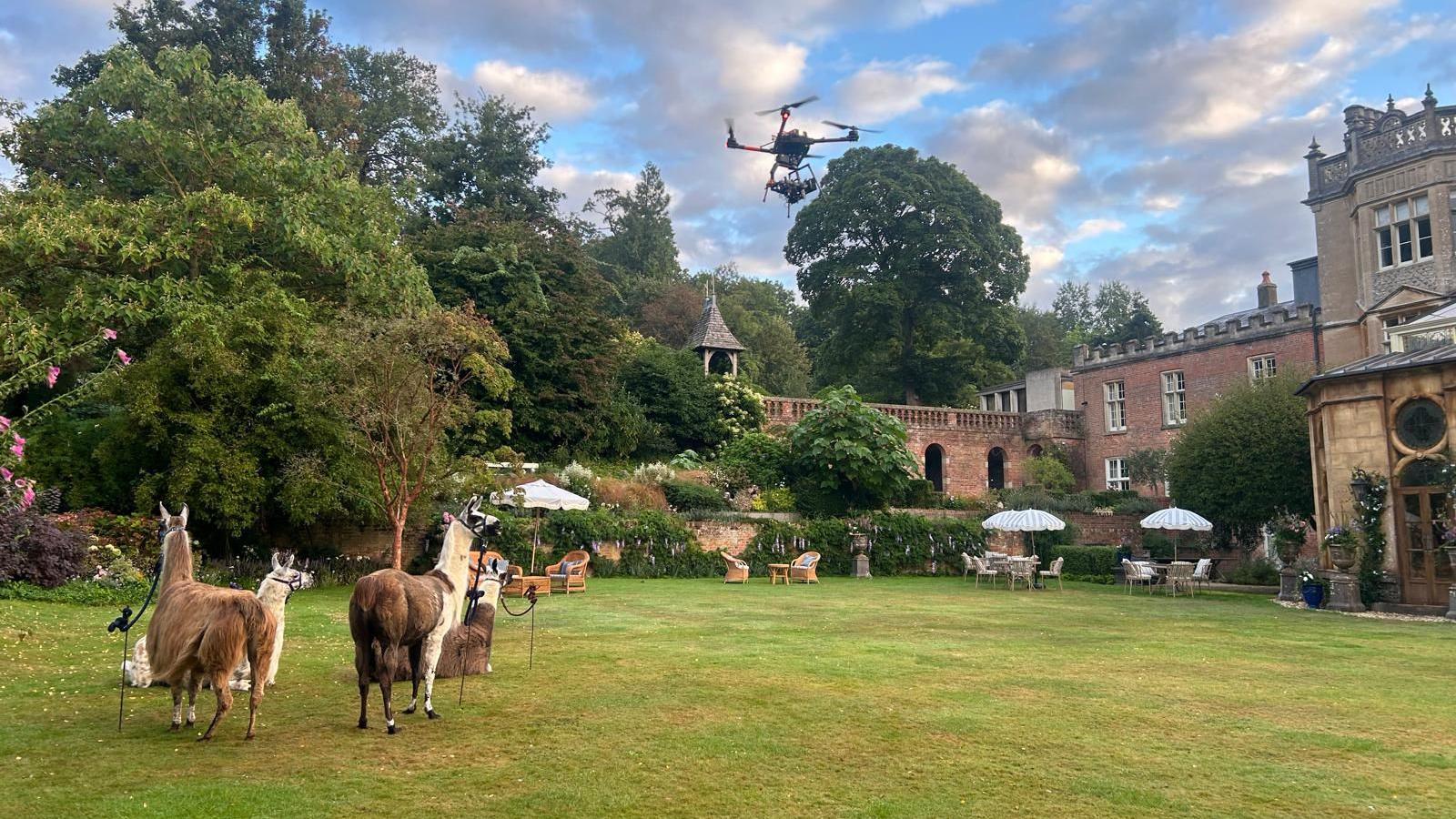 A group of llamas in a garden. A country house is to the right. A wall and trees are behind them. Above them is a drone.