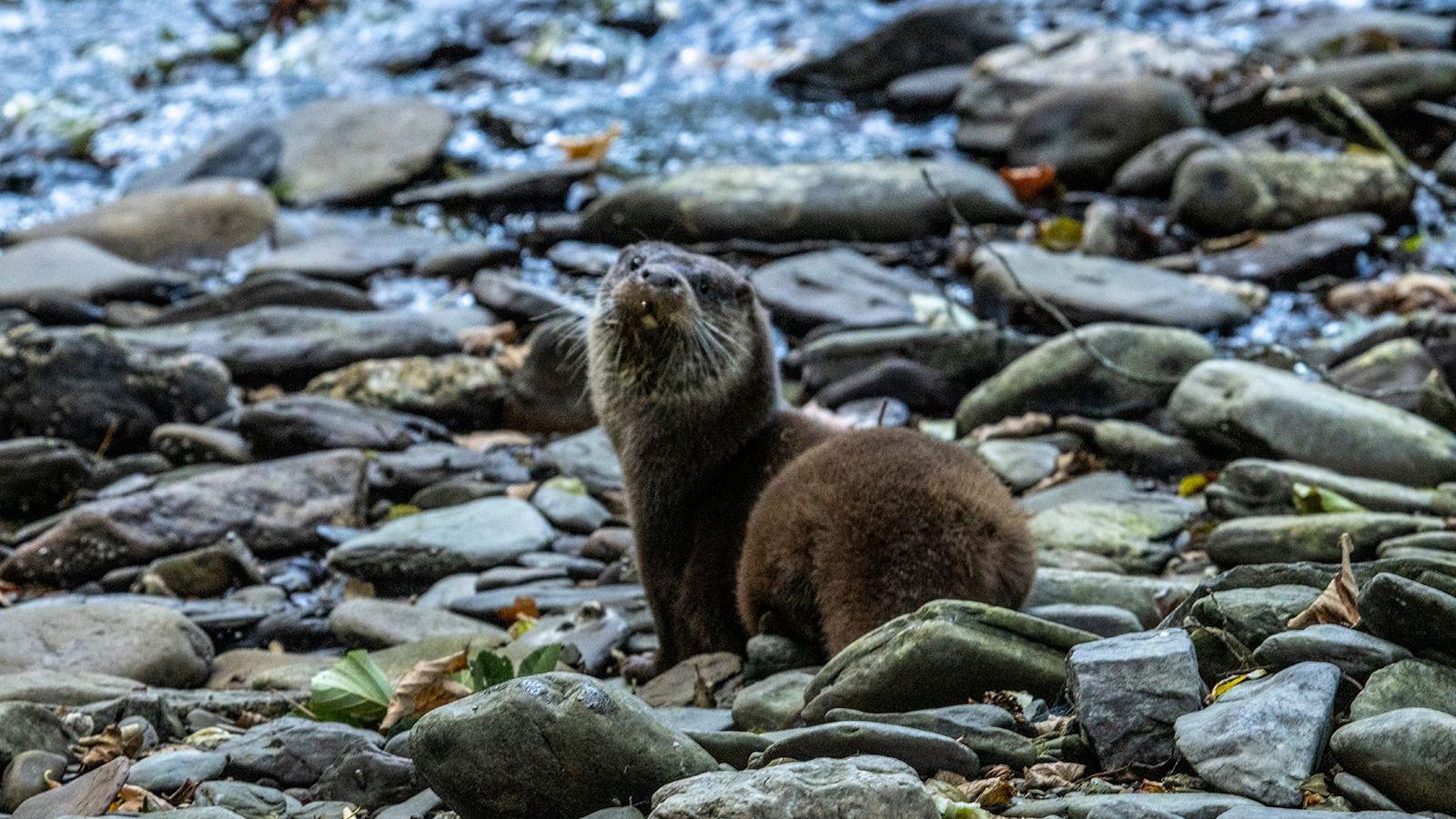 Devon otter charity plans to expand after donation of land - BBC News