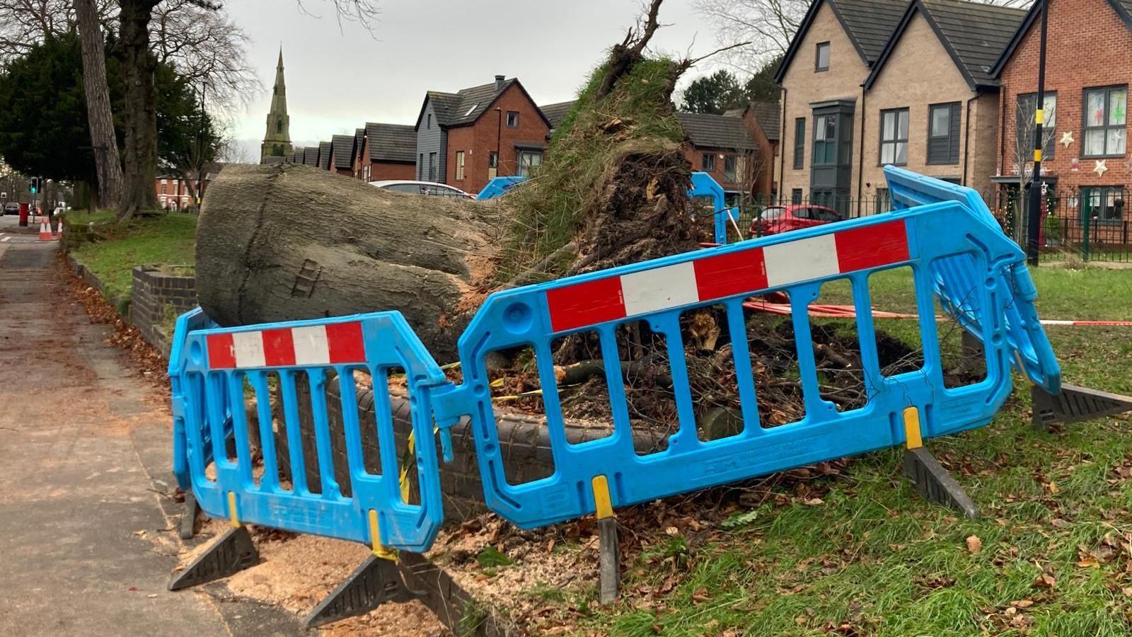 A fallen tree on the side of a road. The tree trunk is surrounded by a temporary blue fence. A row of houses can be seen in the background.