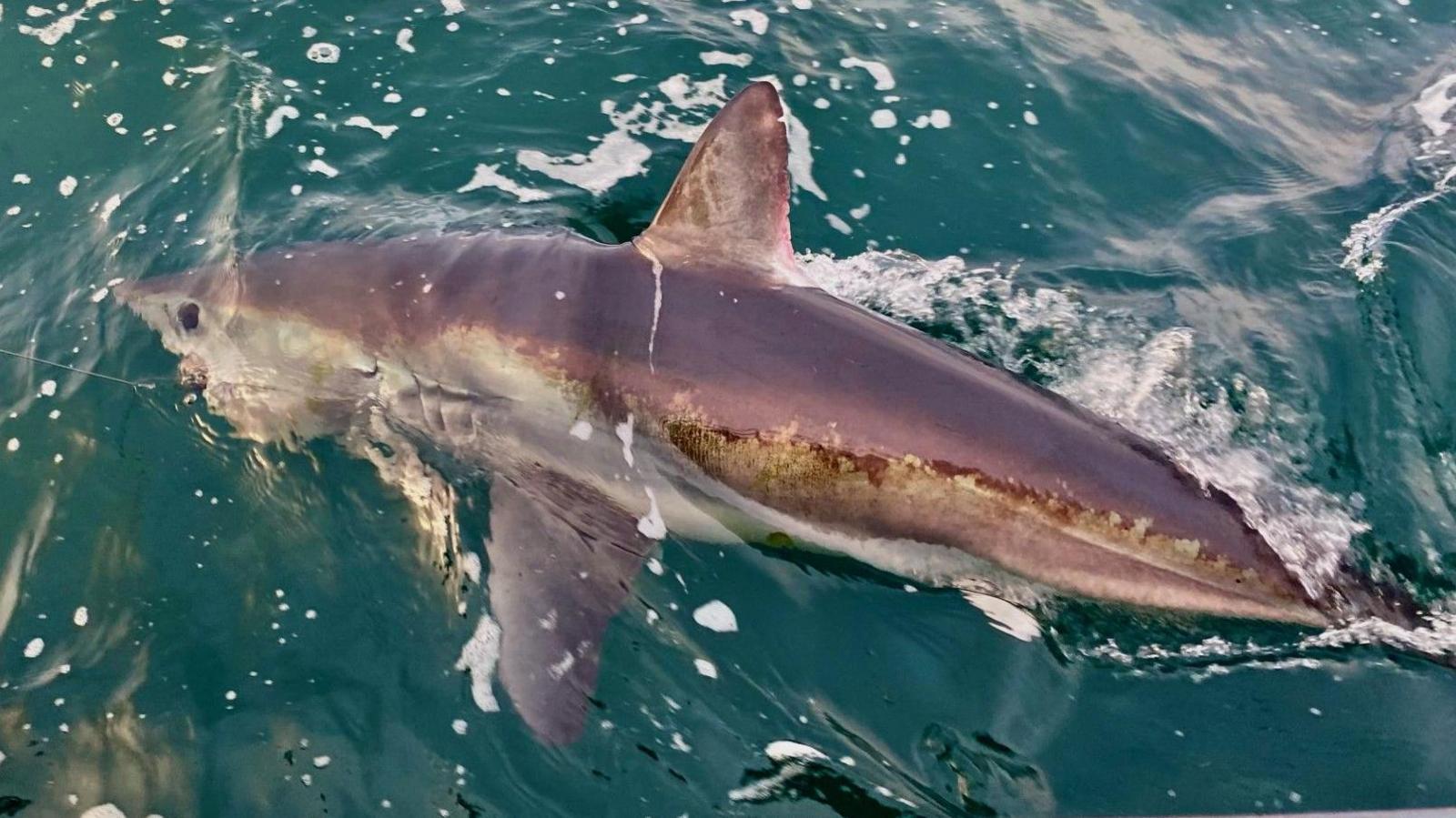 A picture of a shark swimming through the water. It is large and grey in colour. The water is a green and blue colour.